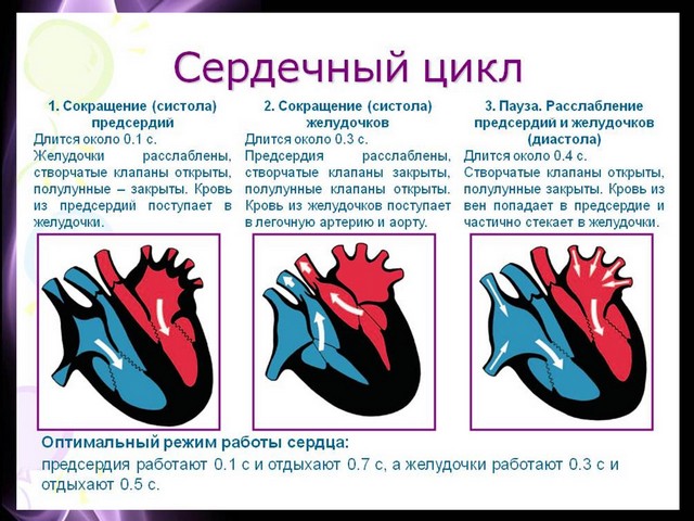 Конспект урока по биологии 8 класс драгомилова строение и работа сердца