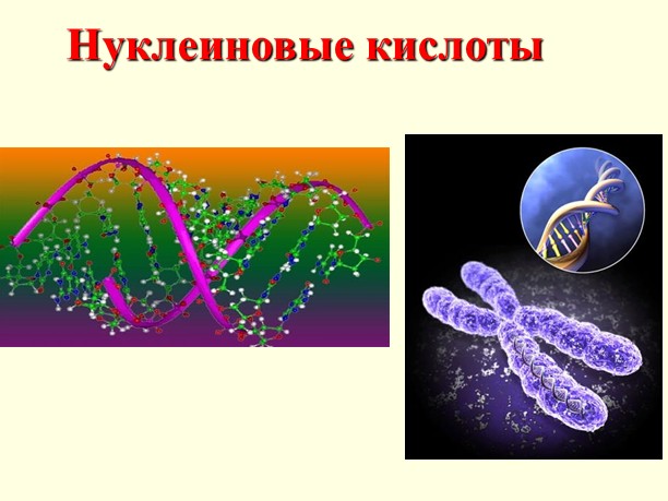 нуклеиновые кислоты химия презентация, нуклеиновые кислоты презентация по химии 10 класс, скачать презентацию нуклеиновые кислоты химия 10 класс